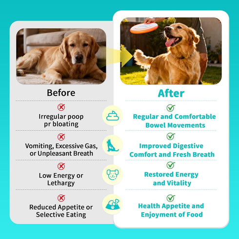 10B 5 5 90 Count Probiotics for Dogs, Digestive Enzymes & Pumpkin Fiber for Gut Health and Bowel Support, Dog