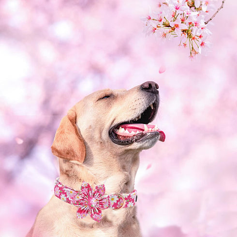 Elegant little tail Dog Collar with Flower, Adjustable Pink Floral Dog Collar Gift for Large Female Dogs
