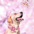 Elegant little tail Dog Collar with Flower, Adjustable Pink Floral Dog Collar Gift for Large Female Dogs