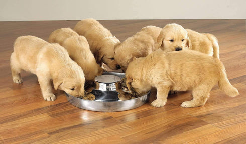 Stainless Steel Puppy Kitten Dish, Whelping Weaning Dishes Feeder, 11.8inch (2 Pack)