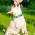 Maca Bates Clover Dog Collar, Comfortable Soft St. Patrick's Day Collar with Adjustable Metal Buckle