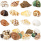 Hermit Crab Shell - Opening Size 0.6"-2", Medium to Large Growth Turbo Seashells for Aquarium Décor, Nautical
