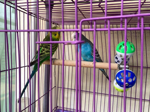 hereex Bird Perch Toy with Rotating Balls, Parrot Stand, Spinning Perch Toy for Parakeets, Budgies, Cockatiels