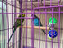 hereex Bird Perch Toy with Rotating Balls, Parrot Stand, Spinning Perch Toy for Parakeets, Budgies, Cockatiels