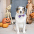 Huxley & Kent Bow Tie for Pets, Witch's Brew (Small), Halloween Velcro Collar Attachment, Fun Bow Ties for Dogs & Cats