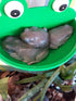 2 Pieces Frog Habitat with Dual Suction Cups, Cute Fish Tank for Small Aquatic Animals