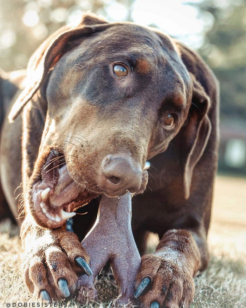 SPOT Bam-Bones Wishbone - Durable Long Lasting Dog Chew for Light to Moderate Chewers, 7in, Bacon Flavor