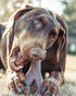 SPOT Bam-Bones Wishbone - Durable Long Lasting Dog Chew for Light to Moderate Chewers, 7in, Bacon Flavor