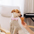 Lionheart Glory Shark Print Dog Bow Collar, Adjustable Pink Summer Spring Collar with Bowtie for Large Dogs