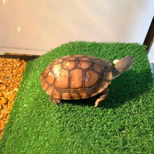 Turtle Basking Platform - Tortoise Ramp Reptile Tank Ladder, Resting Terrace, Floating Décor for Fish Tank