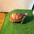Turtle Basking Platform - Tortoise Ramp Reptile Tank Ladder, Resting Terrace, Floating Décor for Fish Tank