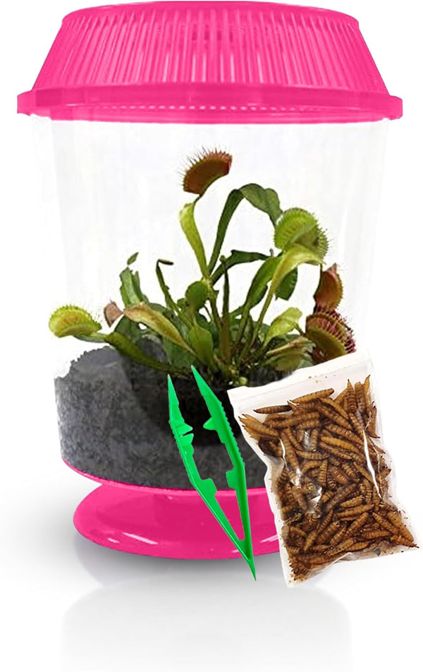 Store Venus Fly Trap Live Plant with 4.5" Pink Terrarium + Carnivorous Plants