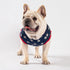 Fitwarm Patriotic Star Dog Shirt for 4th of July, Memorial Day, Independence Day, Holiday Dog Clothes for Small Dogs Boy Girl, Pet Cat Outfit, 100% Breathable Cotton, Red, Navy Blue, White, Small