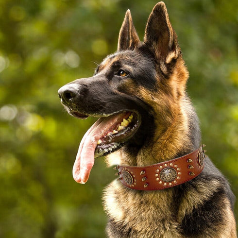 Punk Series Genuine Leather Dog Collar, Full Grain Heavy Duty for Medium, Large, XL Breeds (M, Neck Size 14.5"-18.5",