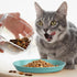 8 Pcs Cat Food Dish, 5.9 Inch Shallow Wide Flat Bowl, Whisker Friendly Colorful Dishes for Kittens