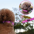 NESTROAD Reflective Dog Collar and Leash Set, Soft Neoprene Adjustable Nylon Collar for Small Medium Large Dogs (Small