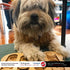 Spot Ethical Pet Interactive Seek-A-Treat Shuffle Bone Puzzle Toy for Dog Training and IQ Improvement