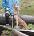 RC Pet Products 1" x 6' Dog Leash, Pitter Patter Chocolate