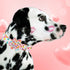 Elegant little tail Valentine's Day Dog Collar with Flower, Adjustable Heart Dog Collar for X-Small Dogs