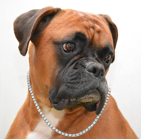 Halukakah ELITE Dog Collar Diamond Tennis Chain - Platinum Plated, 6MM Thick, Size 20" with Designer Goldfoil Giftbox
