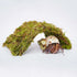 Begeterday 7PCS, 5PCS 1PCS 1PCS Hermit Crab Accessories Include Hermit Crab Shells, Climbing Toy and Hermit Crab