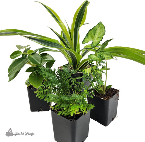 18x18x25 Josh's Frogs Crested Gecko Vivarium Plant Kit
