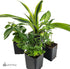 18x18x25 Josh's Frogs Crested Gecko Vivarium Plant Kit
