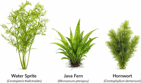 3 CO2 (3) Axolotl Live Plants Bundle - Species Starter Kit | Java Fern, Hornwort & Water Sprite - Cold Water Safe, No