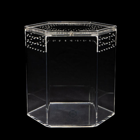 Generic Tarantula Cribs Hexagon 5-inch