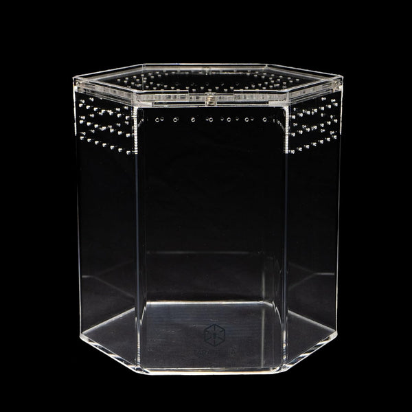 Generic Tarantula Cribs Hexagon 5-inch