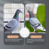 1Pc Pigeon Door, Iron Birdcage T-House Door, Bird Entrance Door for Pet Bird Supplies, 30x26cm
