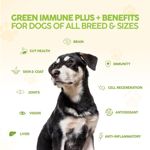 King Kanine Green Inmune Plus Multivitamin and Mineral - 6 oz Organic Powder to Improve Joint Mobility & Allergy Relief