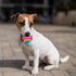 SPOT 5 2.5-inch Sensory Ball for Soft Chewers - Stimulates All Senses, Bell & Squeaker Sounds, Raised Nubs Clean Teeth