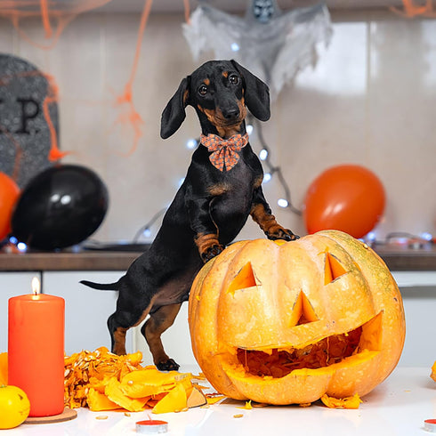 Maca Bates Halloween Pumpkin Dog Collar, Adjustable Bow Bowtie for Dogs, Cute Collars Accessories for Fall Gift
