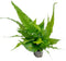 SubstrateSource Live Plants - El Nio Fern (Bolbitis heteroclita) - Midground to