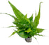 SubstrateSource Live Plants - El Nio Fern (Bolbitis heteroclita) - Midground to