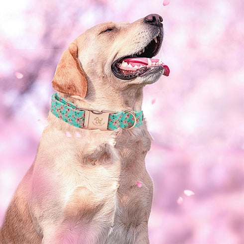 Elegant Little Tail Dog Collar | Pink Floral Print Cotton Collar with Metal Buckle for Small Dogs