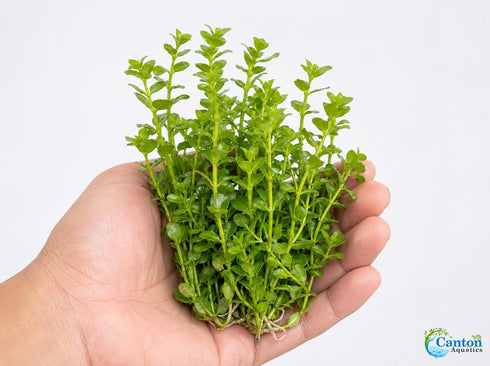 2-Inch Bacopa Monnieri Freshwater Aquarium Plant in Pot