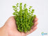 2-Inch Bacopa Monnieri Freshwater Aquarium Plant in Pot