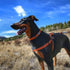 Coastal Pet K9 Explorer Reflective Adjustable Dog Collar, Comfortable and Durable Lightweight Collar for Outdoors