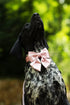 Lionet Paws Comfortable Silk Dog Collar with Detachable Bow Tie for Small Dogs, Neck Size 10-16 Inches