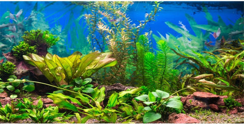 AWERT 48x24 inches Aquarium Background, Aquatic Plant River Bed & Lake Fish Tank Background Vinyl