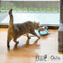 Felli Pet Oblik Anti Whisker Fatigue Cat Bowl, Raised Stainless Steel Wide Shallow Dish, Vomit & Spill Proof, 0.5Cup