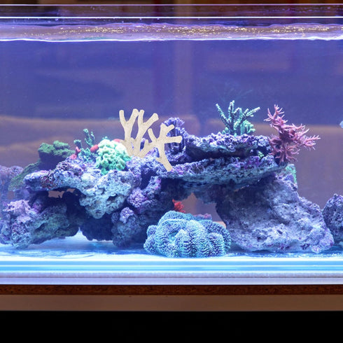 Aquarium Filtration Stones, Bag of Coral Bone Filtration Media for Fish Tank Decorative Gravel