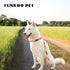 Rainbow Dog Collar, Cute Adjustable Striped Collar for LGBT Pride Month with Strong Plastic Buckle for Small Medium