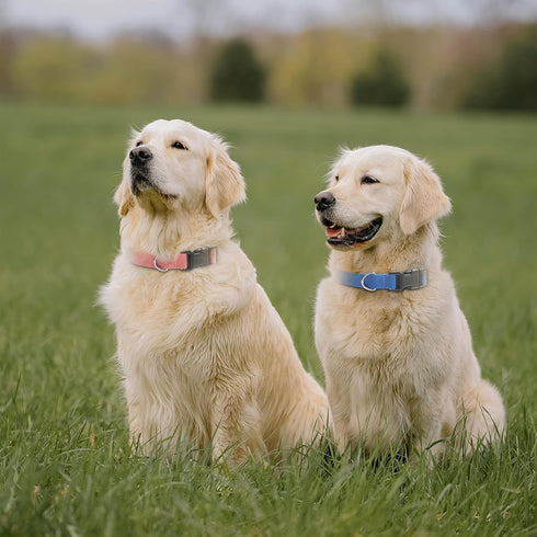 Modern Stylish Nylon Dog Training Replacement Collars, 2-Pack 3/4" Wide 27" Length for Small Medium Large Dogs (Pink