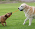 2 Pack Dog Ball, K9 Ball, Solid Rubber Ball on Rope for Reward, Fetch, Play (Blue and Red)