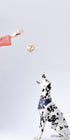 Indestructible Dog Toy Ball for Aggressive Chewers, Durable High Elasticity Interactive Ball for Training (2.5in, 2pcs)