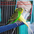 10 Pcs Colorful Parrot Perch Stand, Bird Perch Stand Toy, Paw Grinding Stick Cage Wooden Accessories for Cockatiels