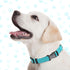 9 Pieces Adjustable Dog Collar for Medium Dogs - Soft Nylon with Quick Release Buckle, Bulk for Walking Running